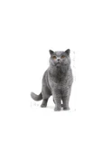 Royal Canin  Royal Canin British Shorthair Adult Kedi Kuru Maması 2 Kg - 3