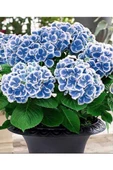 Ebruli Mavi Ortanca Çiçeği Fidanı 10-20 cm thumbnail 2