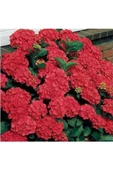 Kan Kırmızı Ortanca Çiçeği Fidanı 10-20 cm - 1