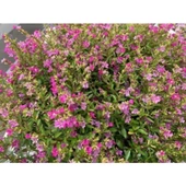 Pembe Kufeya Çiçeği 10-20 cm Fidanı thumbnail 2