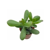 Para Çiçeği 8.5 cm Saksıda Crassula Ovata 10-20 cm - 2