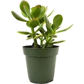Para Çiçeği 8.5 cm Saksıda Crassula Ovata 10-20 cm - 1