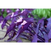 Koyu Mor Telgraf Çiçeği Saksılı 10-20 cm thumbnail 3