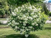 Viburnum Lucido Kartopu Çiçeği Fidanı 30-50 cm thumbnail 1