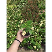Krem Dikenler Tacı Fidanı 10-20 cm thumbnail 2