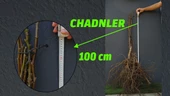 Açık Köklü Chandler Ceviz Fidanı 10'lu (50-100 CM) - 1
