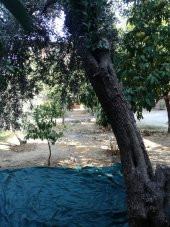 Dut Toplama Filesi - 6x50 M YEŞİL - 1