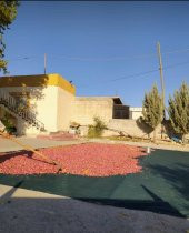 Dut Toplama Filesi - 6x50 M YEŞİL - 3