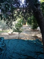 Dut Toplama Filesi - 6x50 M YEŞİL - 5