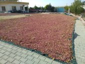 Dut Toplama Filesi - 6x50 M YEŞİL - 6