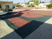 Dut Toplama Filesi - 6x50 M YEŞİL - 7