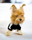 Black Adidog Kapşonlu Sweatshirt Köpek Kazağı - 5