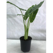 FİL KULAĞI Alocasia Macrorrhizos 21’lik saksı (100 cm) - 1