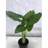 FİL KULAĞI Alocasia Macrorrhizos 21’lik saksı (100 cm) - 2