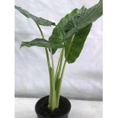 FİL KULAĞI Alocasia Macrorrhizos 21’lik saksı (100 cm) - 3