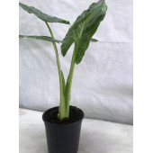 FİL KULAĞI Alocasia Macrorrhizos 21’lik saksı (100 cm) - 4