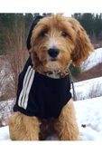 Siyah Adidog 10-45kg Köpek Sweatshirt, Hoodie, Orta Ve Büyük Irklar Için - 3