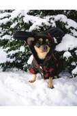 Yılbaşı Yıldızlı Köpek Kostümü, Noel Köpek Kıyafeti, Christmas - 2