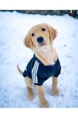 Siyah Adidog 10-45kg Köpek Sweatshirt, Hoodie, Orta Ve Büyük Irklar Için - 4