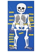 Temel İskelet Cırtlı Pano - 1
