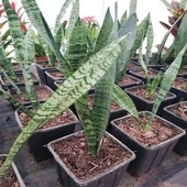 Paşa Kılıcı Sansevieria Fidanı 10-20 cm Saksı Çapı 12 cm thumbnail 1