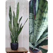 Paşa Kılıcı Sansevieria Fidanı 10-20 cm Saksı Çapı 12 cm thumbnail 2