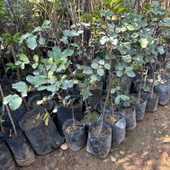 Mikro Aşılı ve Soğuk Bölgelere Uygun Keçi Boynuzu (Harnup) Fidanı thumbnail 2