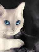 Kadın Uzun Kollu Kapşonlu Bağcıklı Kedi Desenli şardonlu Dalgıç Bluz - 3