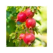 Pomegranate Sapling Aşılı Nar Fidanı Devedişi 3 Yaş Açık Kök 50-100 cm - 1