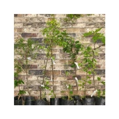 Pomegranate Sapling Aşılı Nar Fidanı Devedişi 3 Yaş Açık Kök 50-100 cm - 2