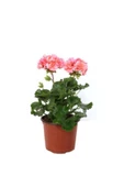 Fuşya Renk Sardunya Çiçeği Fidanı 10-20 cm - 1