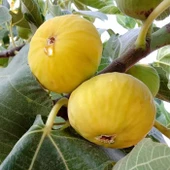 1 Yaş Açık Kök 50-100 cm Aydın Sarılop Incir Fidanı thumbnail 2