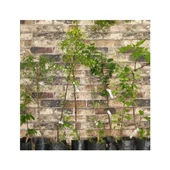 1 Yaş Açık Kök 50-100 cm Aydın Sarılop Incir Fidanı thumbnail 3