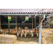 5 Adet Sintut Medium, Karasinek Tuzağı - 4