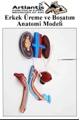 Erkek Üreme ve Boşaltım Sistemi Anatomi Modeli 1 Adet Boşaltım Sistemi Maketi Böbrek Anatomik Model Deney Bilim Tıbbi Model - 2