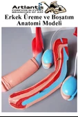Erkek Üreme ve Boşaltım Sistemi Anatomi Modeli 1 Adet Boşaltım Sistemi Maketi Böbrek Anatomik Model Deney Bilim Tıbbi Model - 4