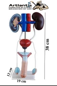 Erkek Üreme ve Boşaltım Sistemi Anatomi Modeli 1 Adet Boşaltım Sistemi Maketi Böbrek Anatomik Model Deney Bilim Tıbbi Model - 5