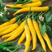 Sarı Şili Biber Tohumu Ekim Seti 10 Adet Tohum + Saksı+Toprak thumbnail 3