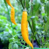 Sarı Şili Biber Tohumu 10 Adet Tohumu thumbnail 5