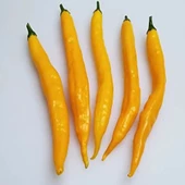 Sarı Şili Biber Tohumu 10 Adet Tohumu thumbnail 3