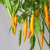 Sarı Şili Biber Tohumu 10 Adet Tohumu thumbnail 2