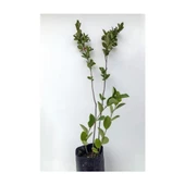 Leylak Çiçeği Fidanı 1 Adet Mor  40-80 cm - 2