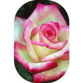 Gül Fidanı Ebruli  Kokulu Yediveren 15-25 cm - 1