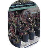 Gül Fidanı Ebruli  Kokulu Yediveren 15-25 cm - 4