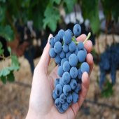 Tüplü Aşılı Şaraplık Merlot Üzüm Fidanı - 1