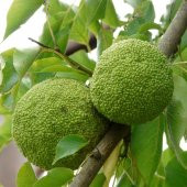 Tüplü Nadir Bulunan Yalancı Portakal Maclura Pomifera Fidanı - 2