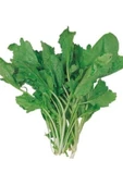 Tere Tohumu 10 Gr - 1