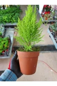 Limoni Servi Çam Fidanı Çam Fidanı 30-50 cm - 2