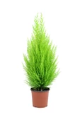 Limoni Servi Cupressus Ev Ofis Salon Çamı 30-40 Cm - 1