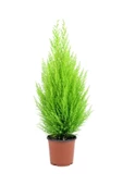 Bodur Limon Servi Çam Ağacı 30-60 cm - 1